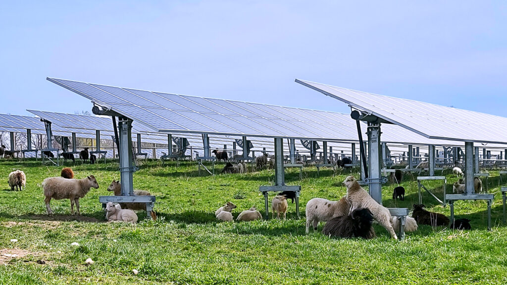 Sheep grazing at a solar site using ARRAY solar trackers. 