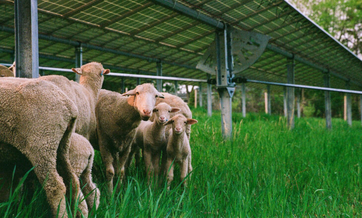 A Realida바카라 토토 da Energia Solar : 바카라 토토smascarando 6 Mitos Comuns Sobre Parques Solares