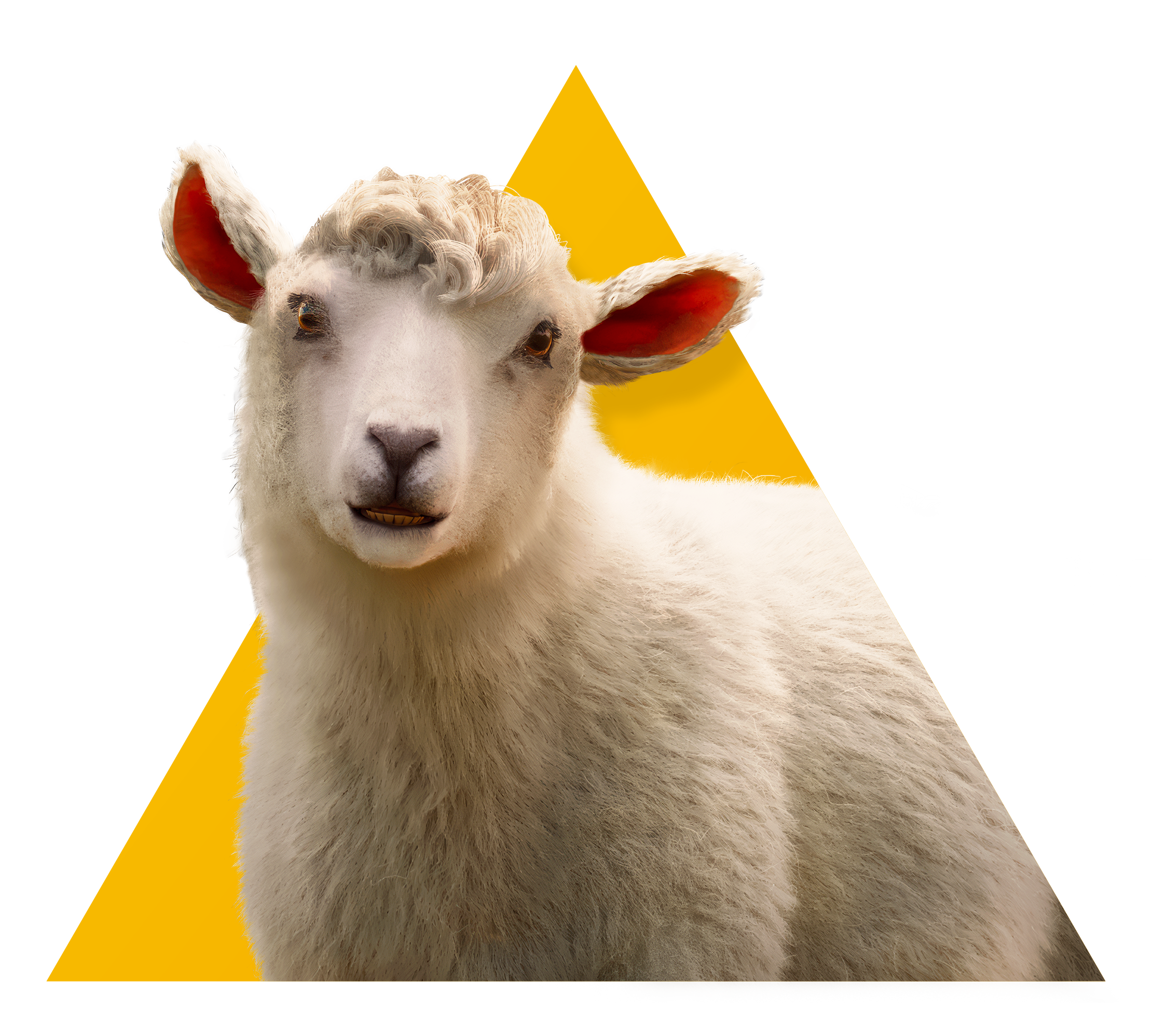 Ray The Sheep Headshot