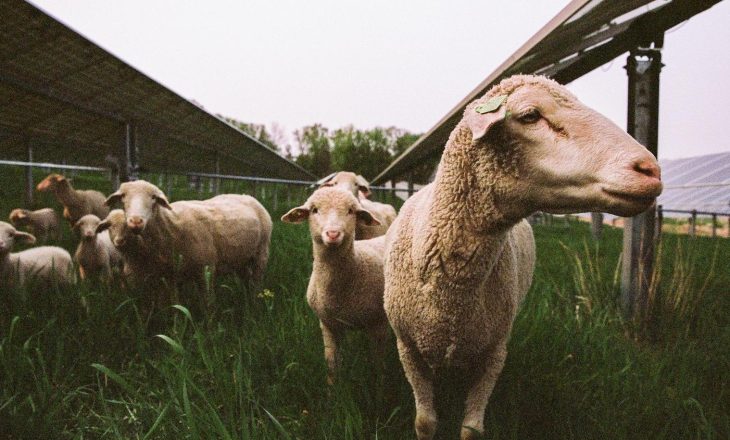 Shear Insights: 태양열, 농업 및 소수의 양을 통한 보다 스마트한 토지 이용